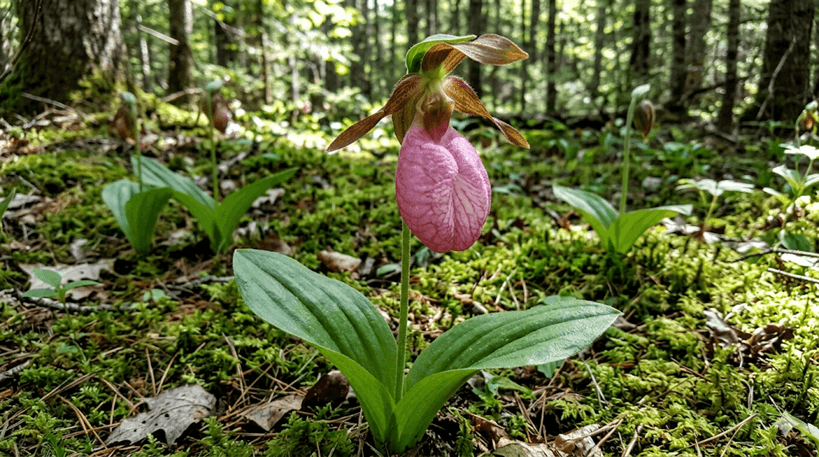 Pink Lady's Slipper